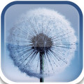 三星蒲公英动态壁纸(Galaxy S3 Dandelion)