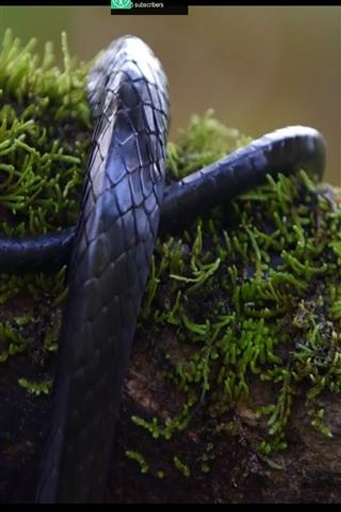 安卓4k视频播放器(4k video) v1.1 安卓版0