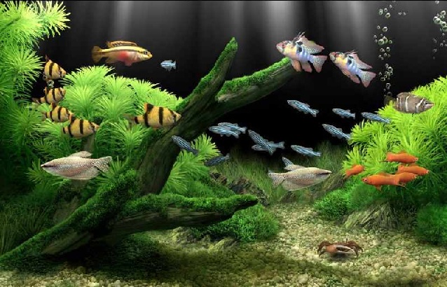 梦幻水族馆屏保汉化版 v1.234 中文免费版0