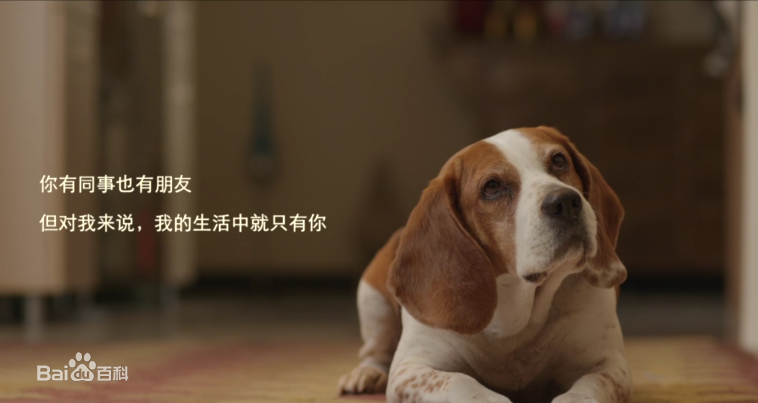 闻闻窝宠物社区电脑版 官方版_附电脑版安装方法0