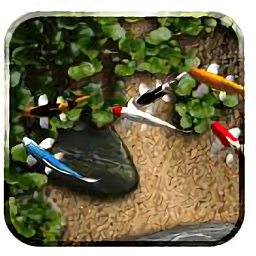 自由锦鲤动态壁纸