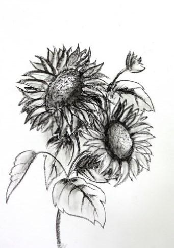 画铅笔素描手机版(Pencil Sketch Drawing) v1.0 安卓版0