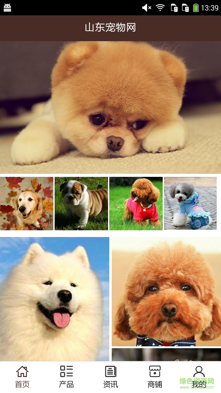 山东宠物网 v5.0.0 安卓版0