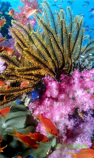 神秘海底动态壁纸 v4.1.0 安卓版2