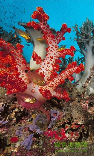 神秘海底动态壁纸 v4.1.0 安卓版3