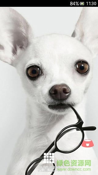 萌宠动态壁纸 v1.1.0 安卓版2