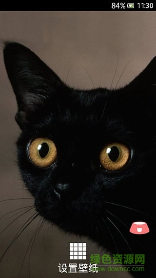 萌宠动态壁纸 v1.1.0 安卓版3