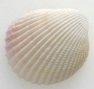 贝贝电子邮件采集器