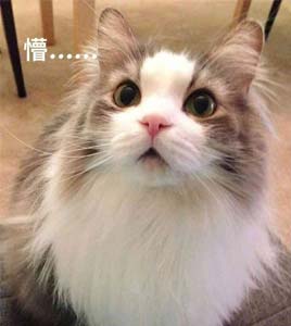 1.jpg 萌宠表情包