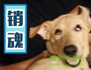 2.jpg 萌宠表情包