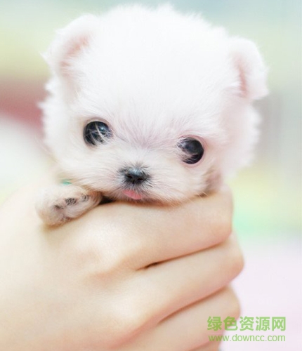 可爱茶杯猫图片大全 共18款0