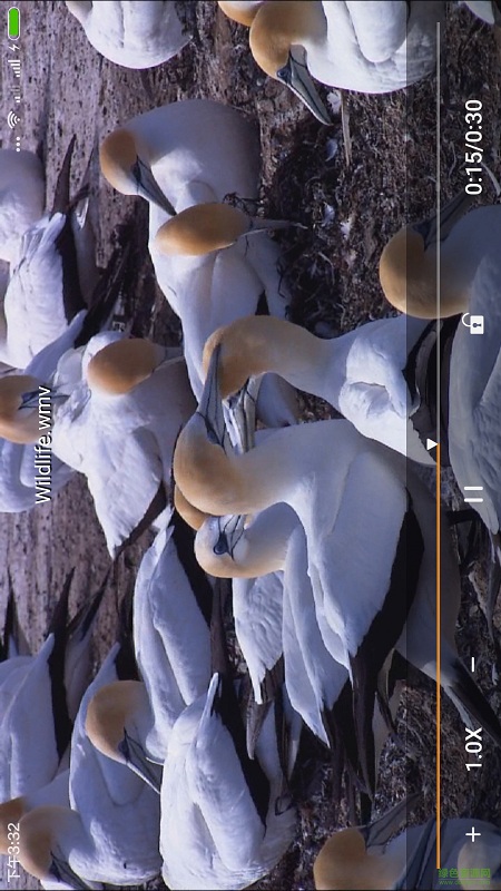 金狮视频播放器手机版 v4.0 官方安卓版2