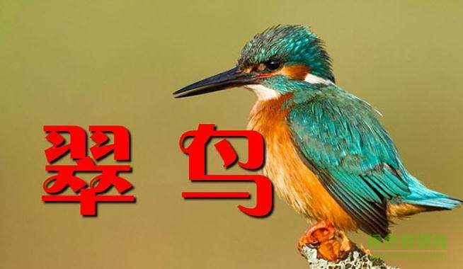 翠鸟免费ppt课件