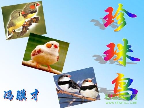 珍珠鸟ppt完美版 0