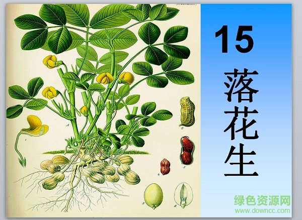 落花生ppt课件完美版 0