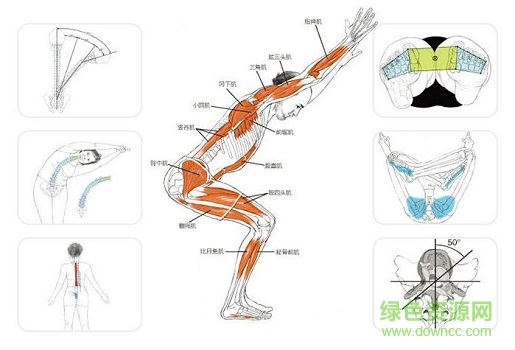 瑜伽解剖学电子书 0