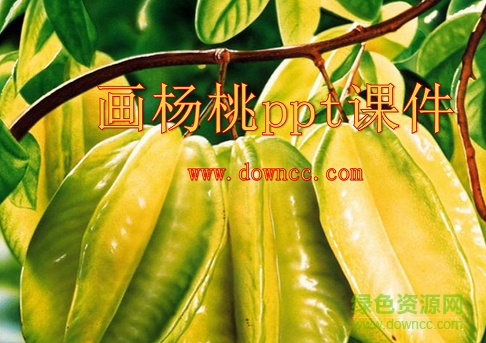画杨桃公开课ppt 0