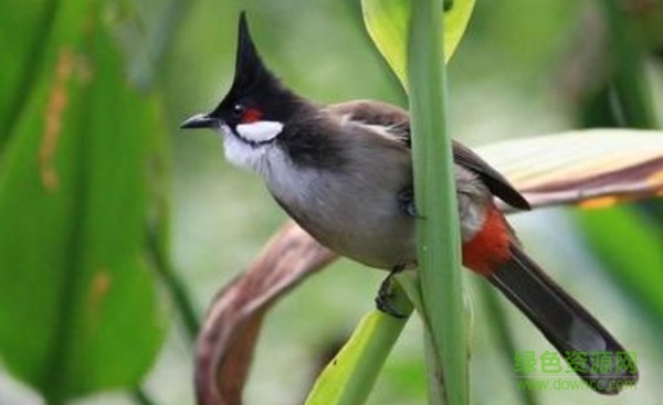 鸟叫声大全mp3 “鸟叫声mp3”