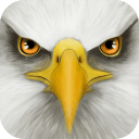 终极雄鹰模拟器(UltBirdSim)