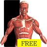 visual body(Visual Anatomy Free)