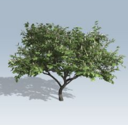 speedtree cinema植物资料包