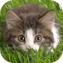 3D流浪猫模拟中文版