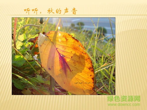 听听秋的声音 ppt课件 0
