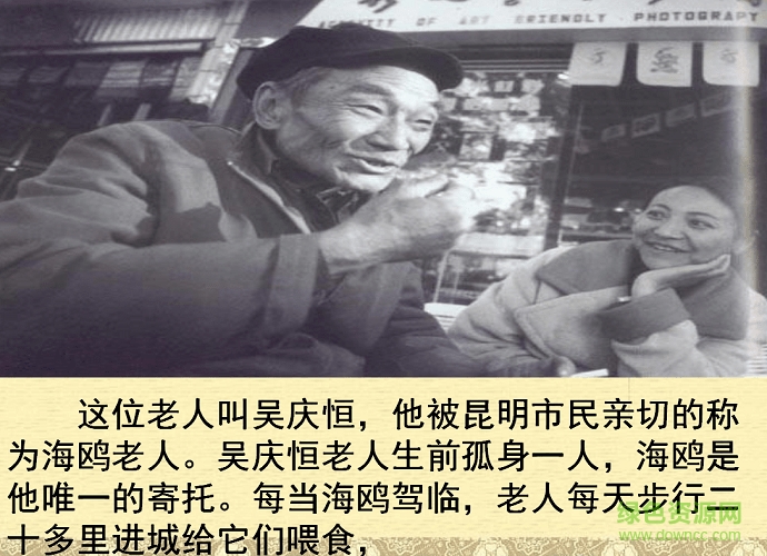 老人与海鸥ppt课件 完美版1