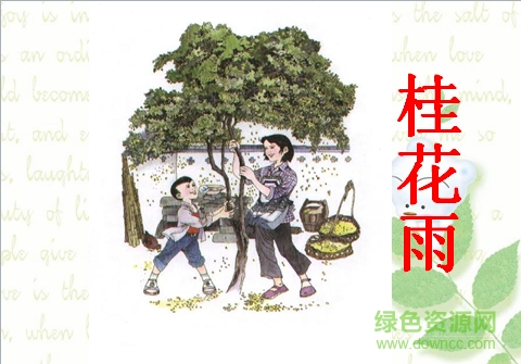 桂花雨ppt课件 0