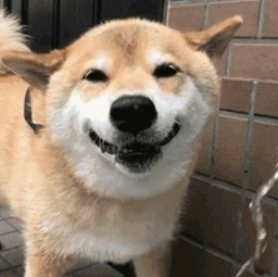 柴犬maruko游泳gif