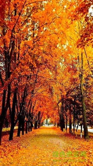 全局透明壁纸苹果版app v5.22.2 iphone版2