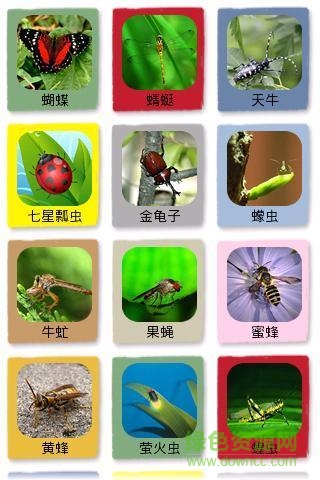 昆虫识图app v1.3 安卓版2