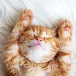 晋江猫语翻译器最新版