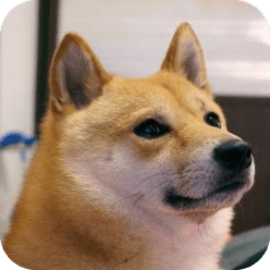 柴犬贴面膜gif下载