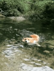 狗还好我会游泳表情包gif 微信动图0