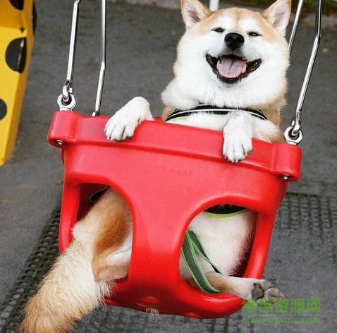 柴犬荡秋千表情包gif 0