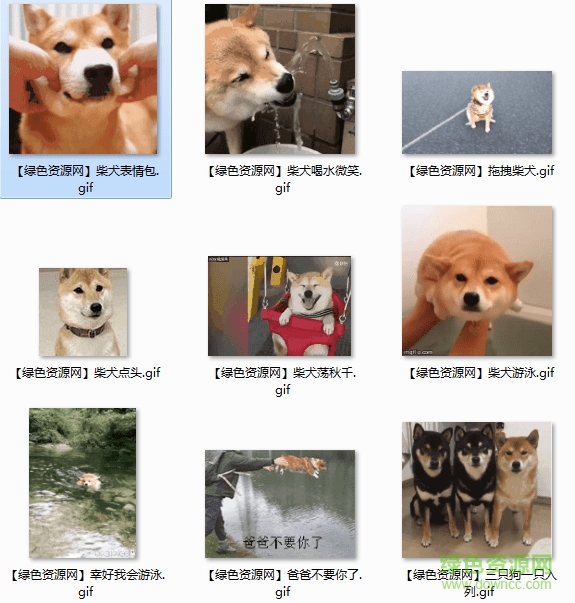 柴犬点头动态图 0