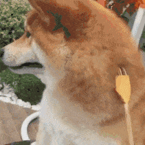 柴犬挠痒表情包gif微信下载