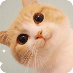 网红猫bobi酱表情包大全