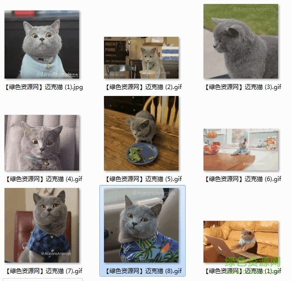 迈克猫表情包图片 迈克猫表情包gif