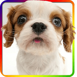手机屏幕上养狗软件下载