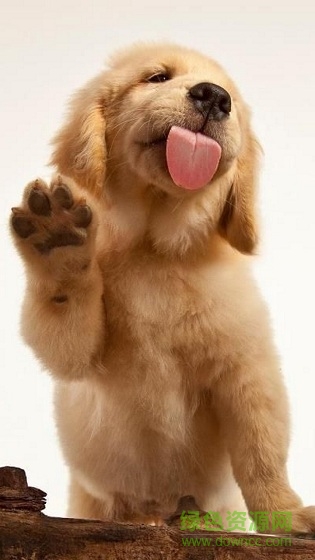 狗狗舔屏手机动态壁纸 v2.0 安卓版1