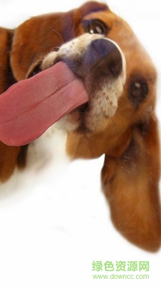 狗狗舔屏手机动态壁纸 v2.0 安卓版2