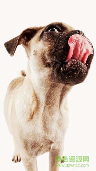 狗狗舔屏手机动态壁纸 v2.0 安卓版3