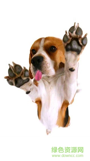 狗狗舔屏手机动态壁纸 v2.0 安卓版0