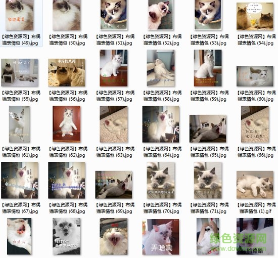 布偶猫表情包动图 1