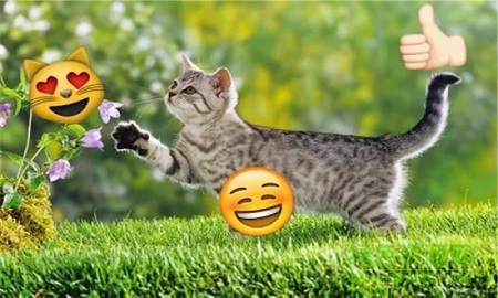 emoji表情相机app v2.4.1 安卓版2