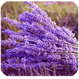 手抄报图片手机版