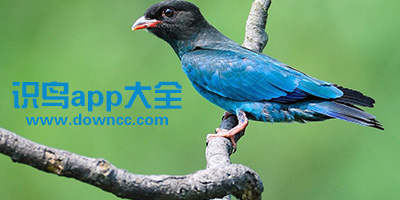 识鸟app哪个好?拍照识别鸟的软件哪个好用?最好的手机识鸟软件