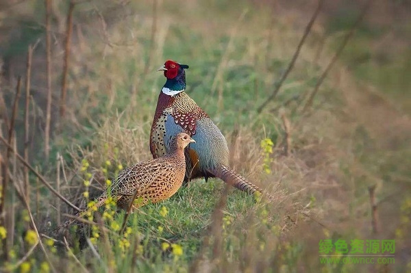 诱捕野鸡叫声 野鸡叫声mp3